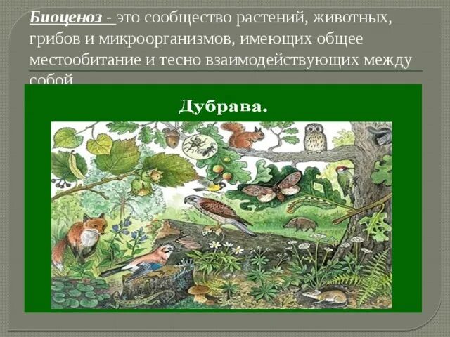 Состав растений и животных. Биоценоз. биоценоз микроорганизмов. сообщество биоценоз. биоценоз животных.