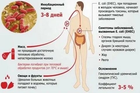 Инфекции вызываемые кишечной палочкой