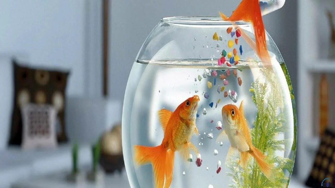 Рыбки для аквариума. Золотая рыбка в аквариуме. Рыбки для начинающих аквариумистов. Кормление рыбок.