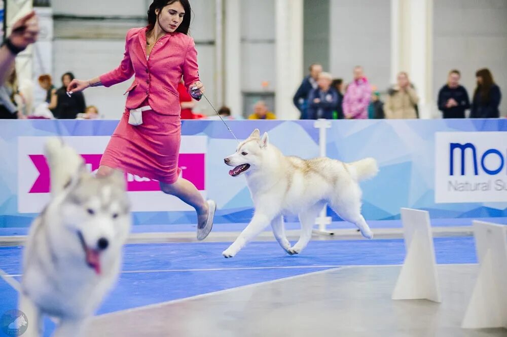 Выставка собак Евразия. Выставка собак Россия 2021. Выставка собак на ВДНХ. КОМСОМОЛЛ выставка собак.