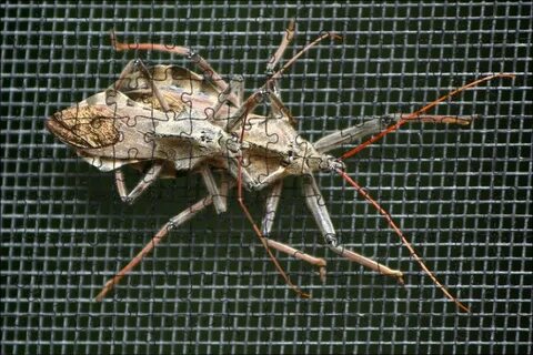 Aut bugs