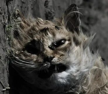Кошачьи мертвецы