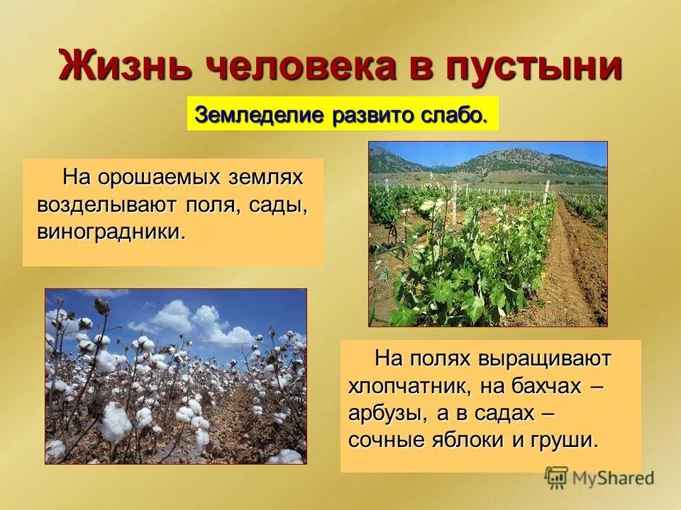 Занятия жителей пустыни. Деятельность человека в пустыне. Пустыни и полупустыни. Решение проблемы пустыни и полупустыни. Пустыни и полупустыни умеренного пояса.