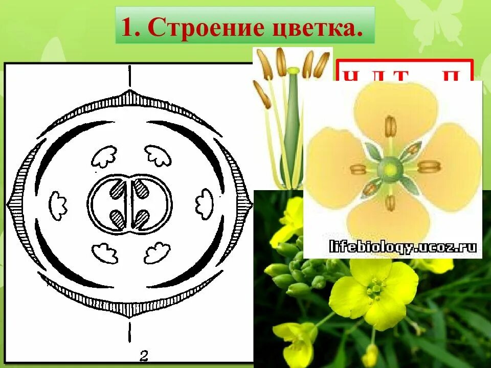 Ч4л4т4 2п1 формула какого цветка. Диаграммы цветков покрытосеменных. Диаграмма цветка папоротниковых. Диаграмма цветка покрытосеменных. Семейства покрытосеменных с диаграммой цветка.