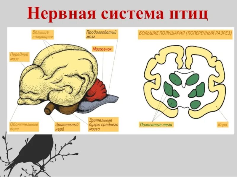 Нервная система птиц 8 класс. Нервная система птиц головной мозг. строение нервной системы птиц. нервная система птиц нервная система. функции нервной системы у птиц.