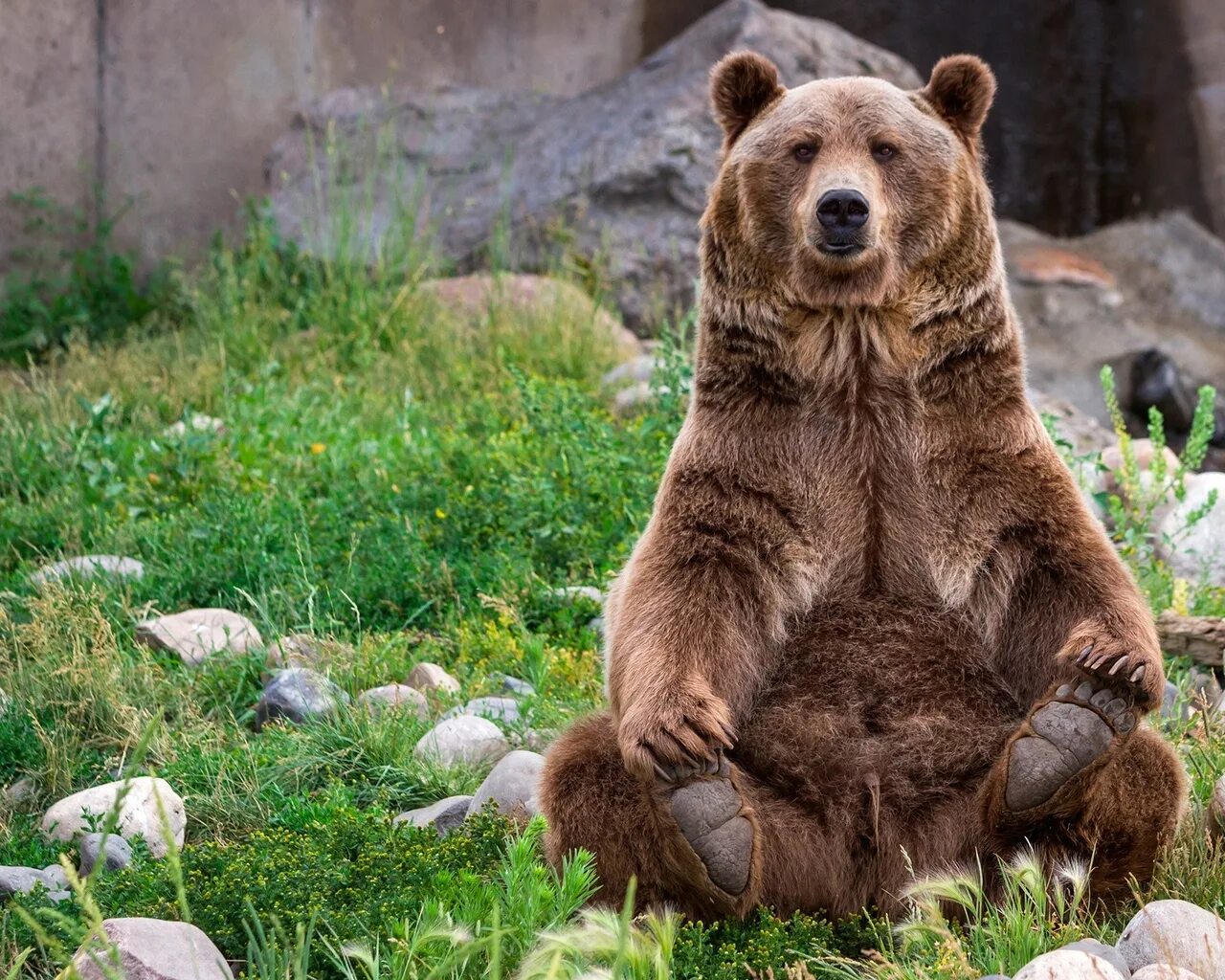 Медведь. Медведь фото. Медведь сидит. Задумчивый медведь. Какие медведи хищники