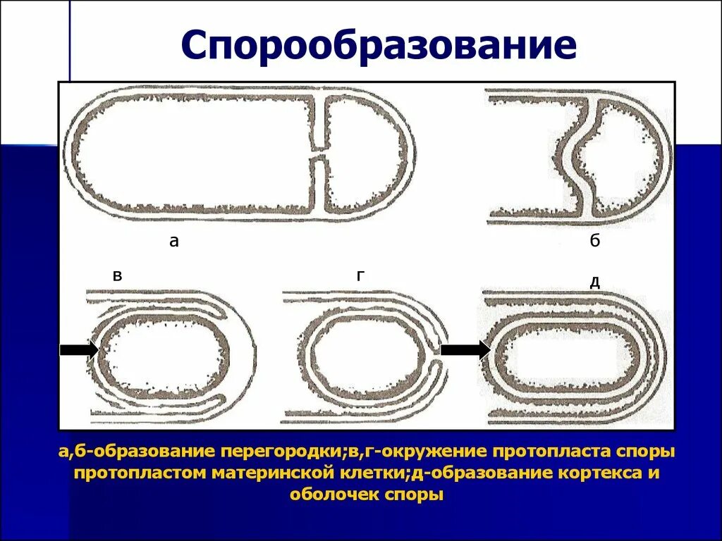 Какие функции спор у бактерий кратко. Схема спорообразования у бактерий. Споры и спорообразование у бактерий. Схема образования спор у бактерий. Схема процесса спорообразования.