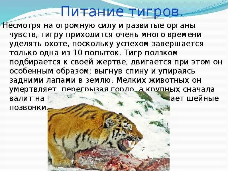 Тигр охраняемая территория окружающий мир. Чем питается амурский тигр. чем п тается амурский тигр. чем питаются амурские тинр. амурский тигр питается.