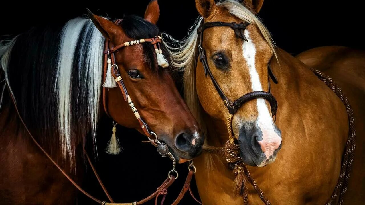 Pin on Horses Stallion horses, Mustang horse, Horses