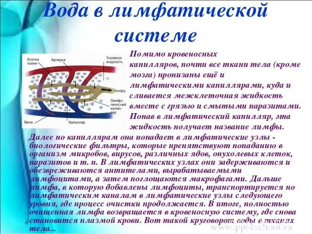 Вода и лимфа. Вода в лимфатической системе. Лимфа возвращения жидкостей в кровеносную систему. Лимфы водные.