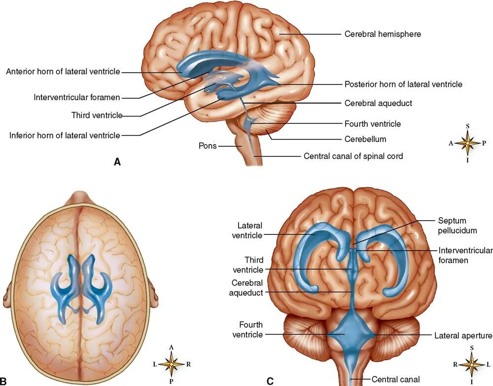 Уровни головного мозга. Уровни головного мозга 4 уровня. Four ventricle дно. Cerebral Aqueduct.