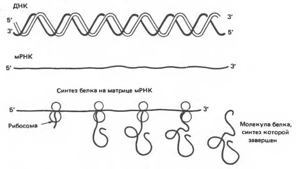 Синтез МРНК на матрице ДНК. Матричная РНК строение. Строение МРНК. Структуры зрелой матричной РНК.