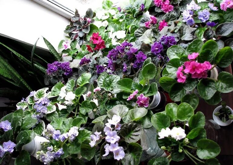 На заднем дворе расцвели фиалки 27 глава. Фиалка лесная желтая. Фиалка сенполия. Дворик в викторианском стиле. На заднем дворе расцвели фиалки 27 глава.