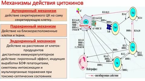 Стимулирует иммунный ответ