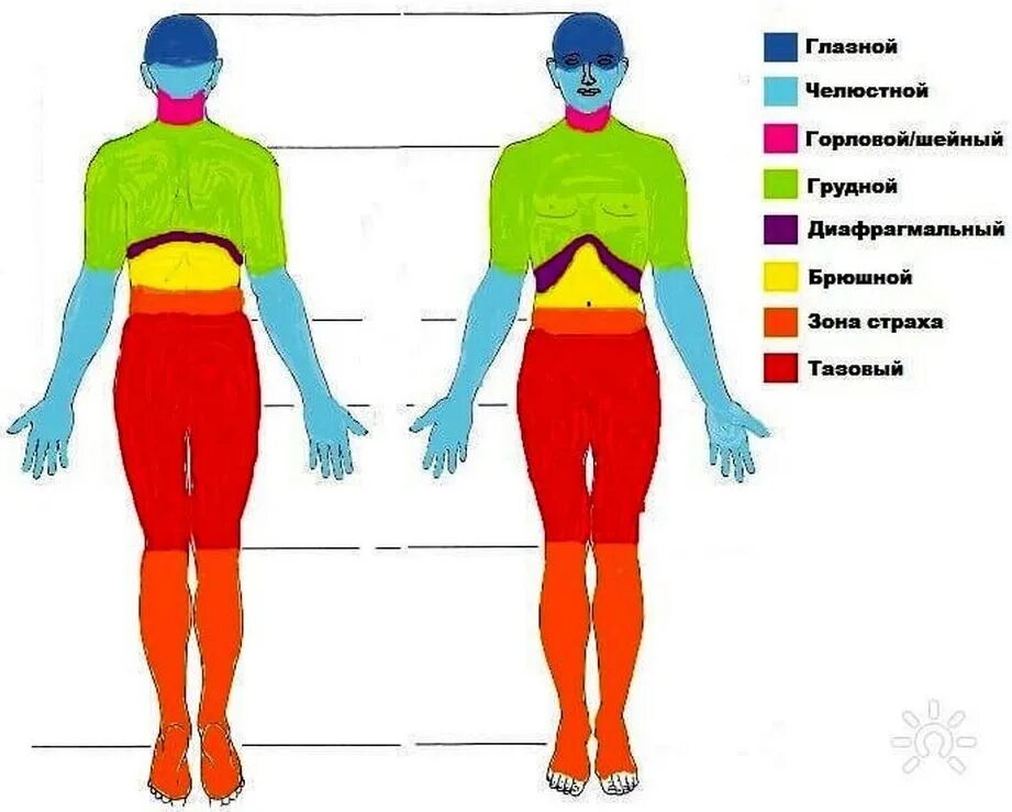 Огулов проекционные зоны внутренних органов на теле. Строение человека бодинамика. Составление карты тела. Проекция органов на теле человека по огулову. Карта тела.