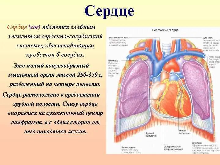 Сердце снизу. Сердце располагается в средостении. Сердце лежит в средостении. Сердце расположено в средостении. Сердце расположена в каком средостении.