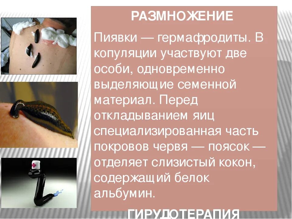 Яйцевые коконы хоботной пиявки pontobdella muricata. Жизненный цикл медицинской пиявки. Цикл пиявки медицинской. Развитие пиявок. Стадии развития пиявки.