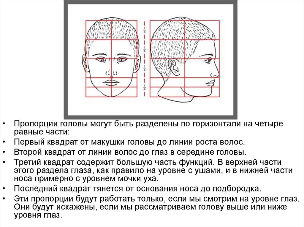 Длина лба. Пропорции головы. Пропорции головы человека. Пропорции лица. Пропорции лба.