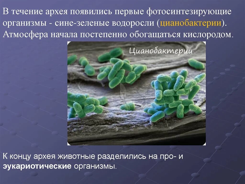 Живые организмы архея. Цианобактерии Архей. Архей организмы. Первые организмы в архее. Архей живые организмы.