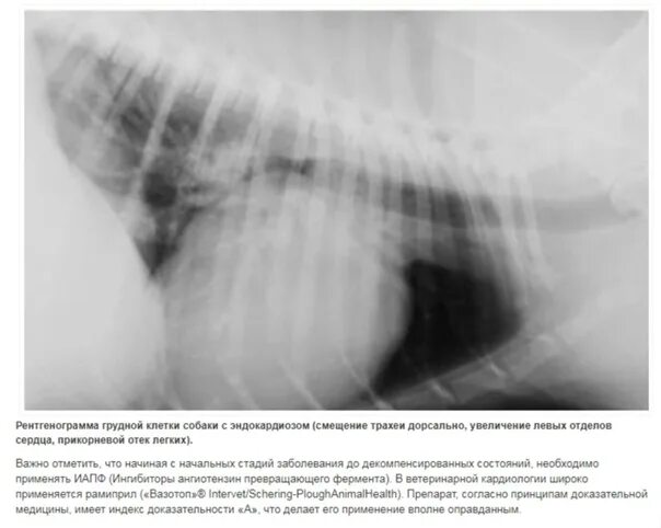 Митральный эндокардиоз у собак. Эндокардиоз собак рентген. Эндокардиоз митрального клапана рентген. Аномалия грудной клетки у собак.