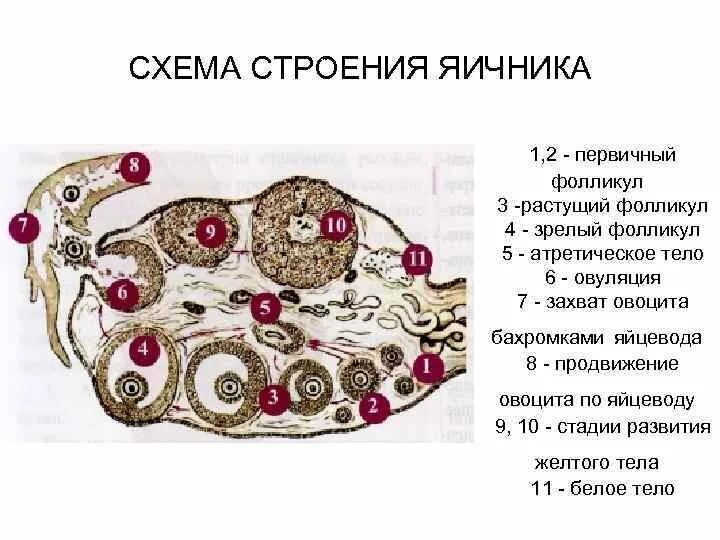 Внутреннее строение яичника. Строение яичника. Внешнее строение яичника. Функции белого тела в яичнике.