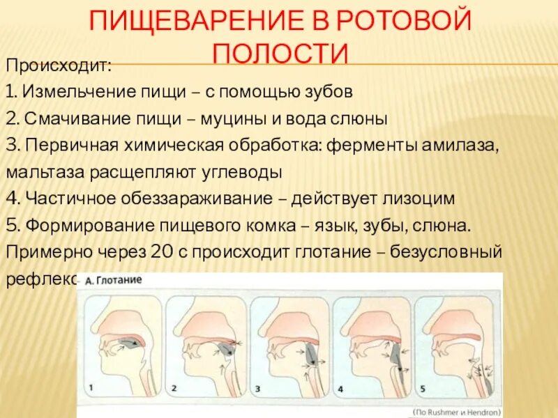 В ротовой полости пища смачивается. Пищеварение в ротовой полости зубы. Формирование пищевого комка в ротовой полости. Измельчение пищи в ротовой полости. В ротовой полости пища измельчается.