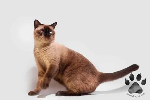 Порнографиялық ауыл шлюхаларының суреттері