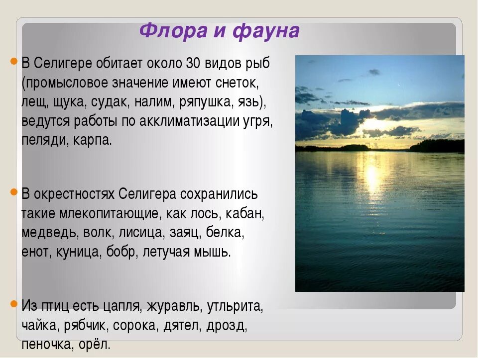 Значение слова животные. Озеро селигер фауна. значение слова флора и фауна. озеро селигер флора и фауна. слова флора и фауна.
