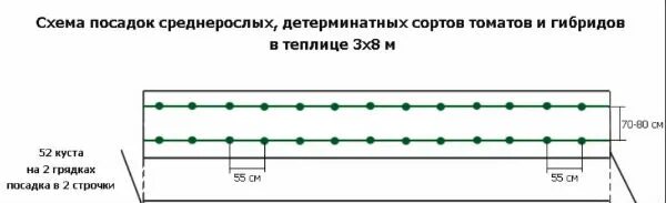 Схема посадки томатов в теплице. Схема посадки помидор в теплице. Схема высадки томатов в теплице 3х6. Схема посадки томатов в теплицу 3 на 6. Схема посадки огурцов в теплице 3х4.