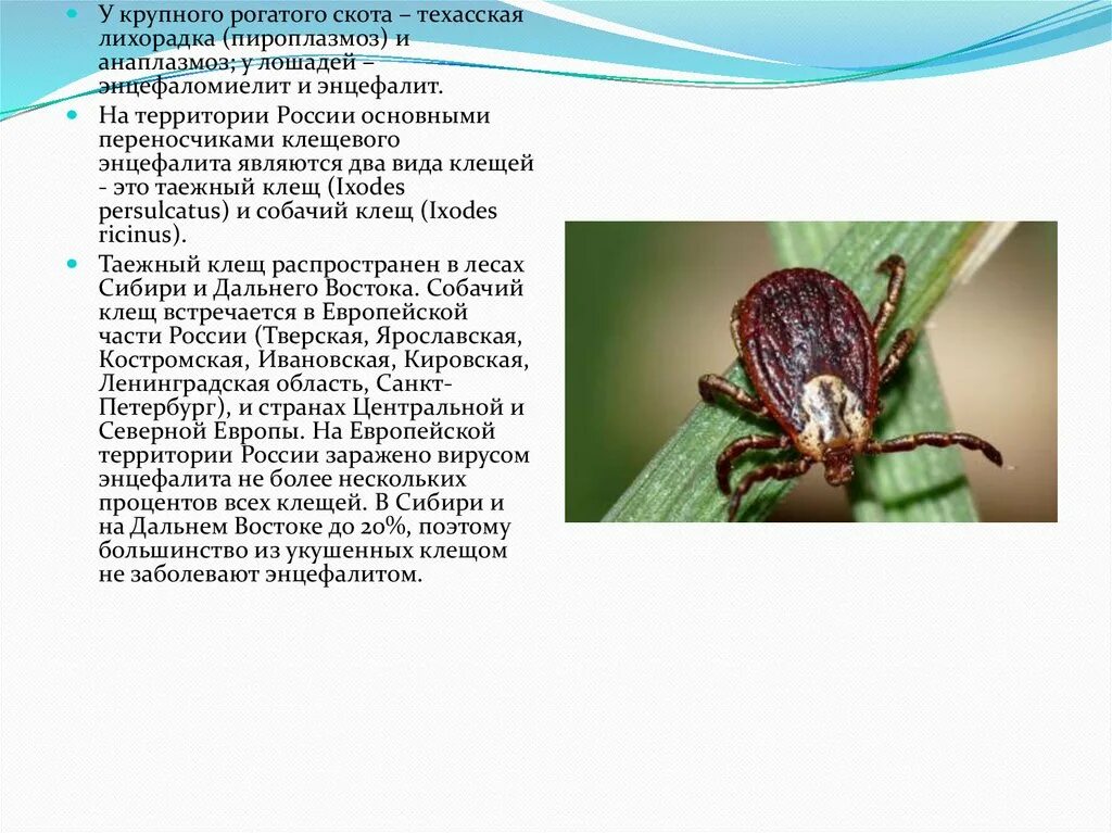 Виды клещей в Тверской области. Собачий клещ медицинское значение. Ареал Ixodes persulcatus. Острый энцефалит реферат. Разновидности клещей фото и описание