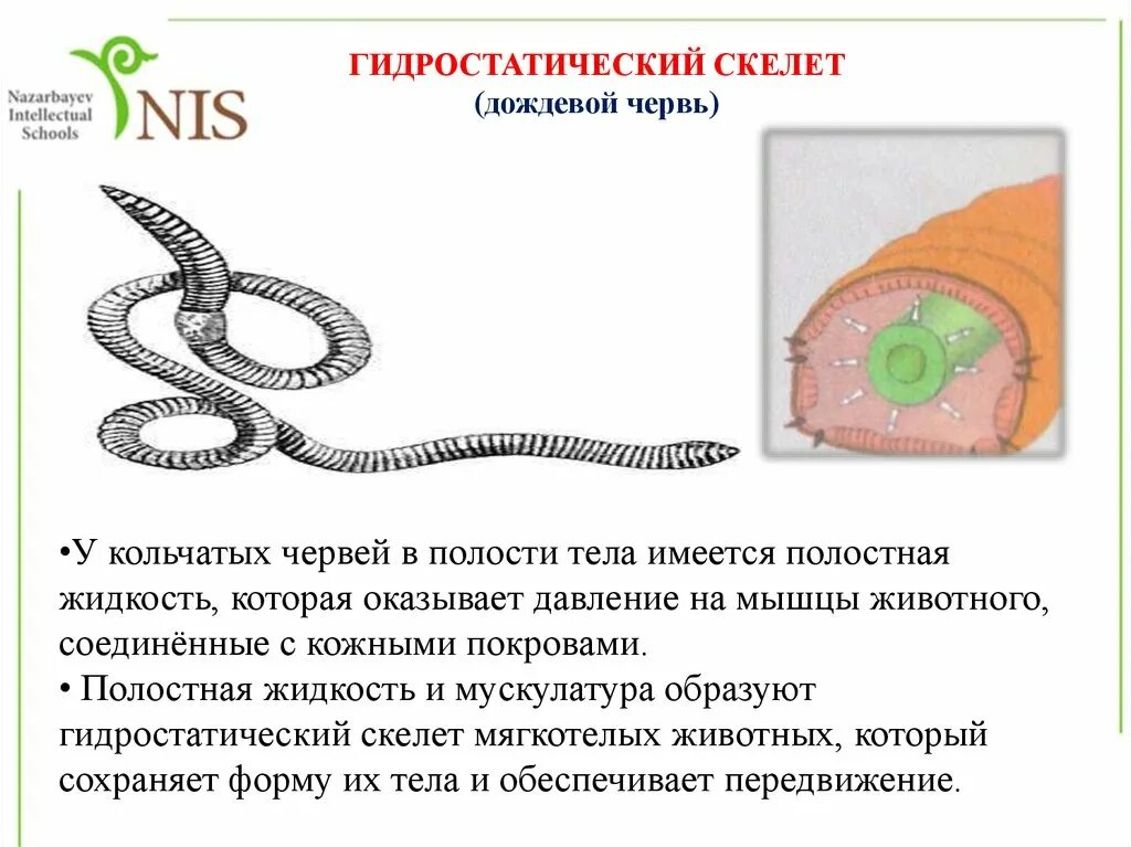 Гидроскелет червей. Гидростатический скелет червя. Гидроскелет дождевого червя. Полость тела кольчатых червей. Полости тела червя находится