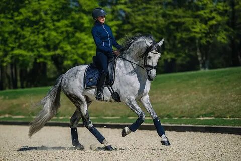 Equestrian перевод