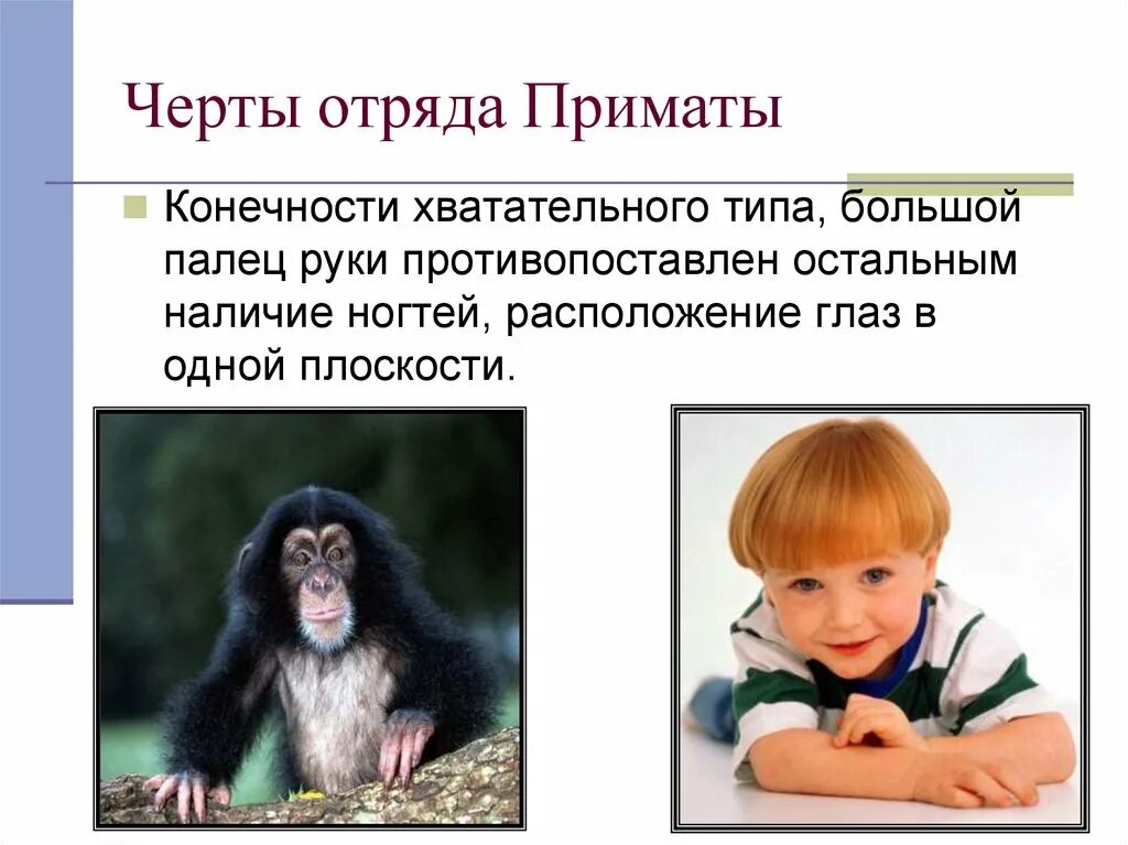 Относится ли человек к приматам. Черты приматов. Черты отряда приматы. Отряд приматы человек.