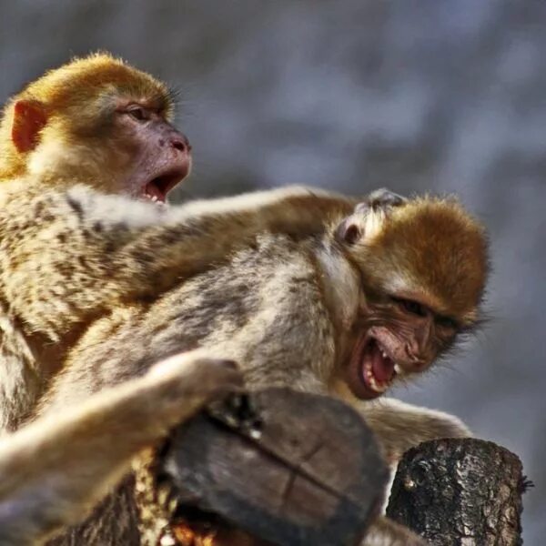 недовольная обезьяна. смешные обезьяны. обиженная макака. обезьянка плачет. маленькие обезьянки.