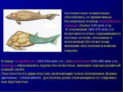 Черепные позвоночные