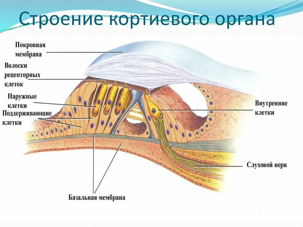 Какое ухо содержит фонорецепторы. Кортиев орган в улитке внутреннего уха. кортиев орган на схеме уха. слуховой анализатор кортиев орган. строение слухового анализатора кортиев орган.