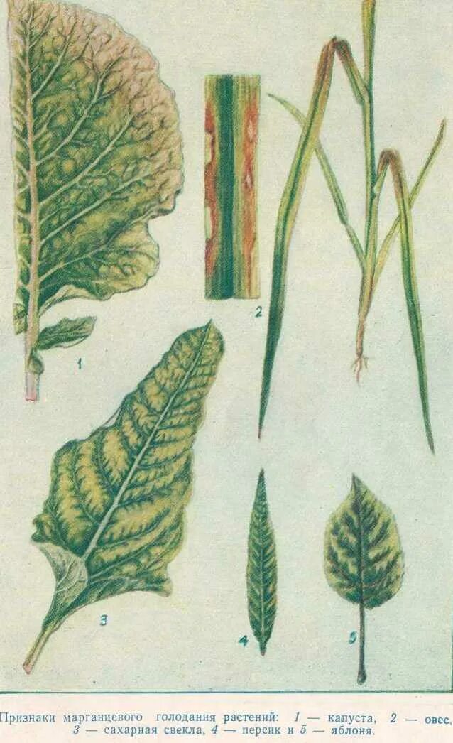 голодание капусты. недостаток элементов у растений. дефицит бора у растений. пятна на капустных листьях. марганцевое голодание растений.
