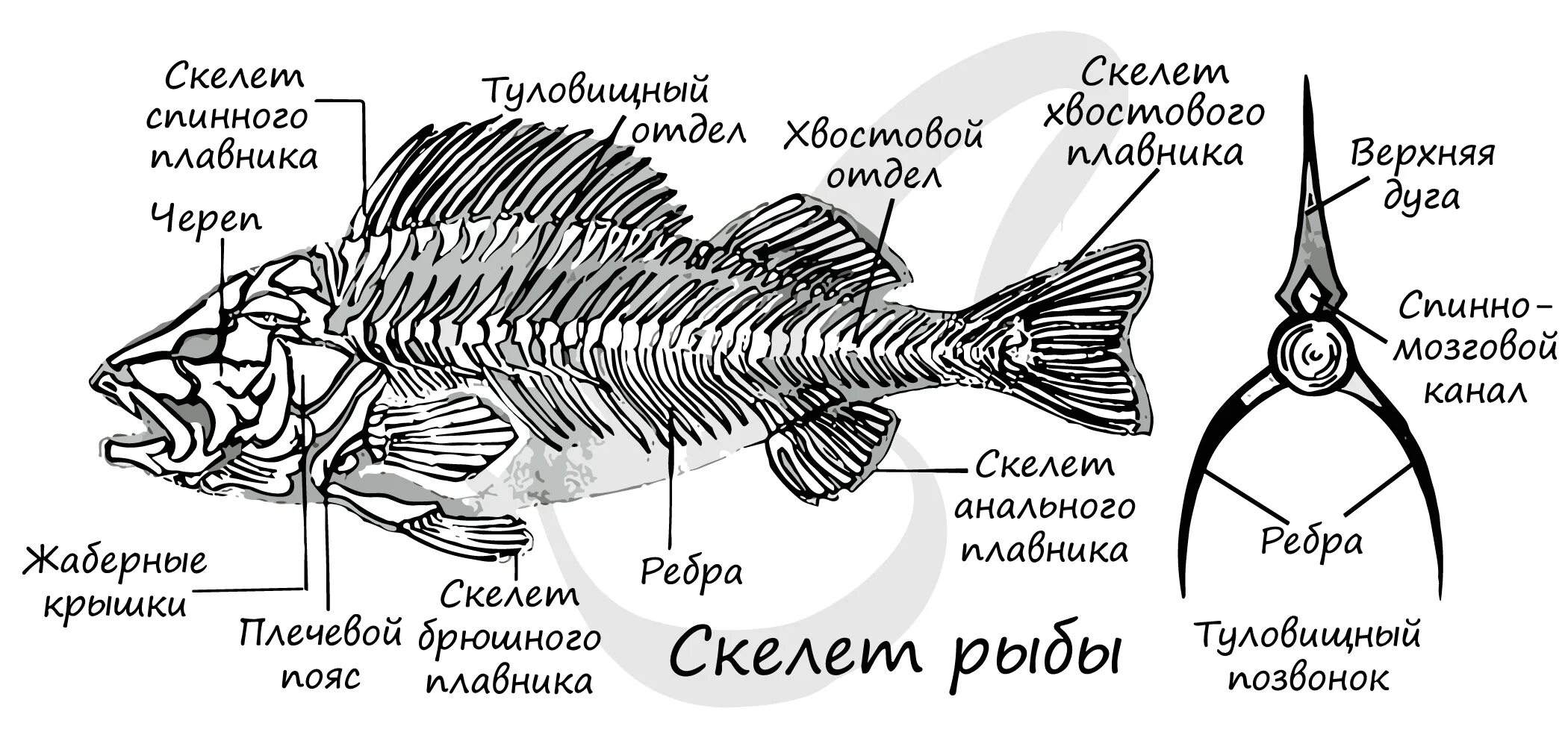 Внутреннее строение костной рыбы скелет. Скелет костистой рыбы с подписями. Строение скелета костистой рыбы. Скелет костистой рыбы Речной окунь биология 7 класс.