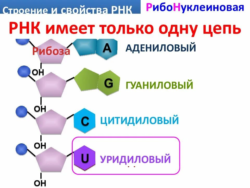 Состав нуклеотида молекулы рнк. Строение нуклеотида ДНК И РНК. Строение нуклеотида РНК. Схема строения нуклеотида ДНК И РНК. Схема строения нуклеотида общая формула.