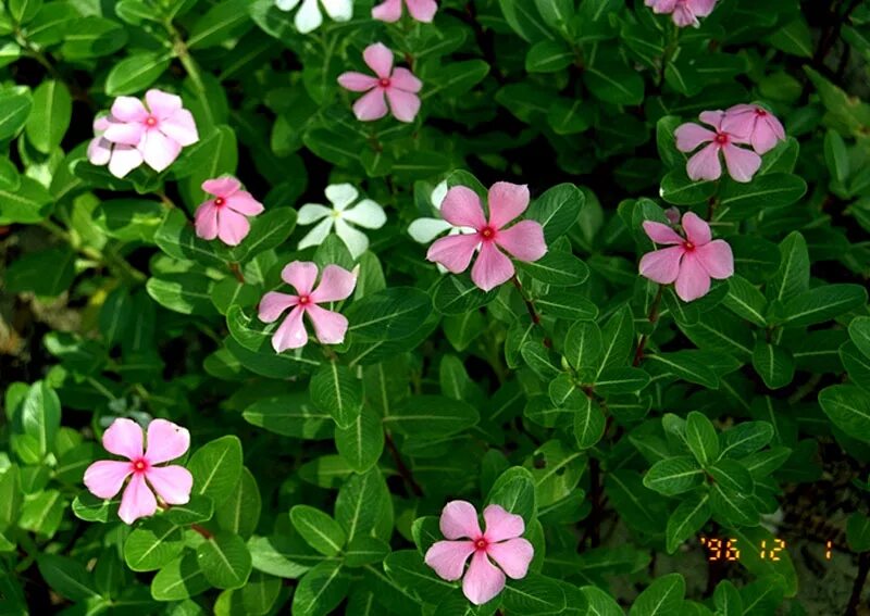 Надо ли прищипывать катарантус. Catharanthus roseus. Катарантус розеус. Catharanthus roseus катарантус розовый. Барвинок розовый катарантус.