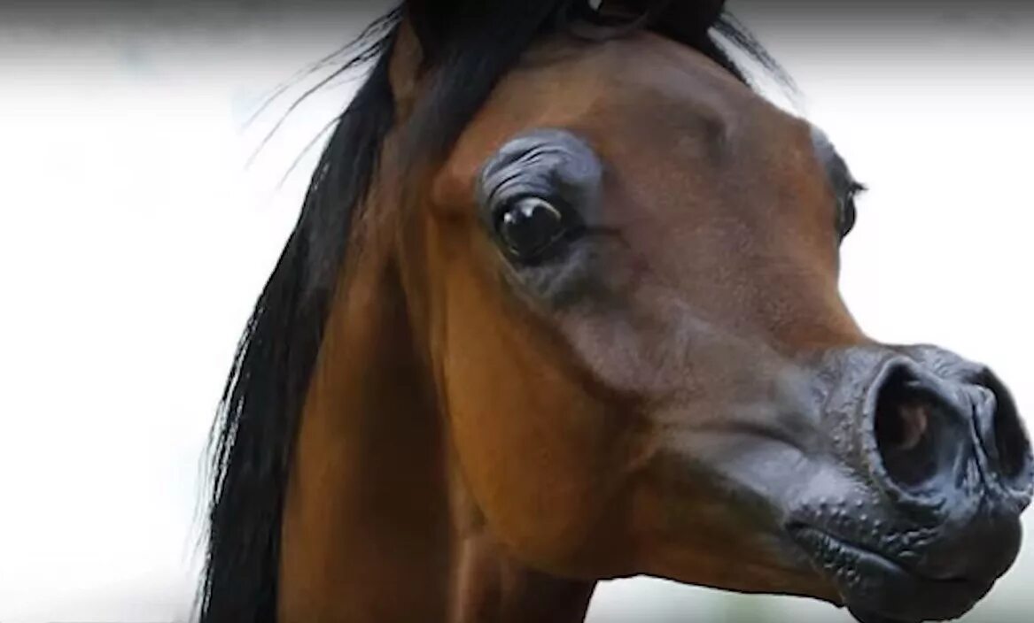 Включилась коня. Лошадь с большими глазами. Лошадь с горбатым носом. Ноздри арабской лошади. Лошадь с большими ноздрями.