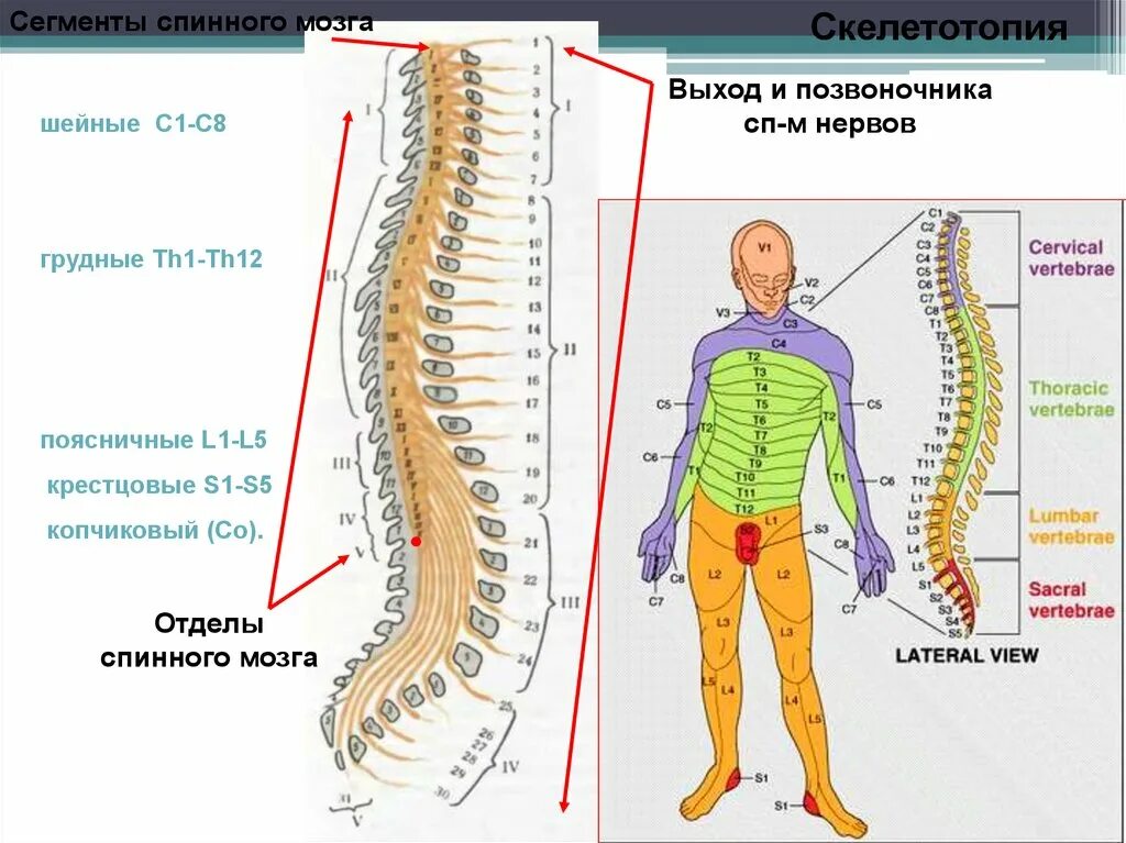 В шейном отделе спинного мозга сегментов. Th12 l1 позвонки. Сегменты th1-th12 позвонка. Th12-s1 позвонки. Схема сегментов спинного мозга в позвоночнике.