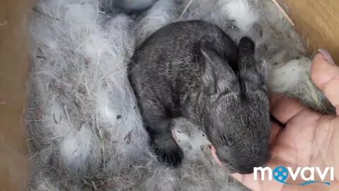 Окрол крольчихи время