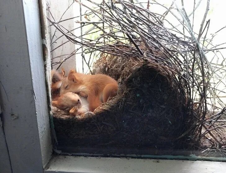 Спать на балконе. Гнездо белки Гайно. Белка Гайно. Бельчата в гнезде. Гнездо белки в природе.