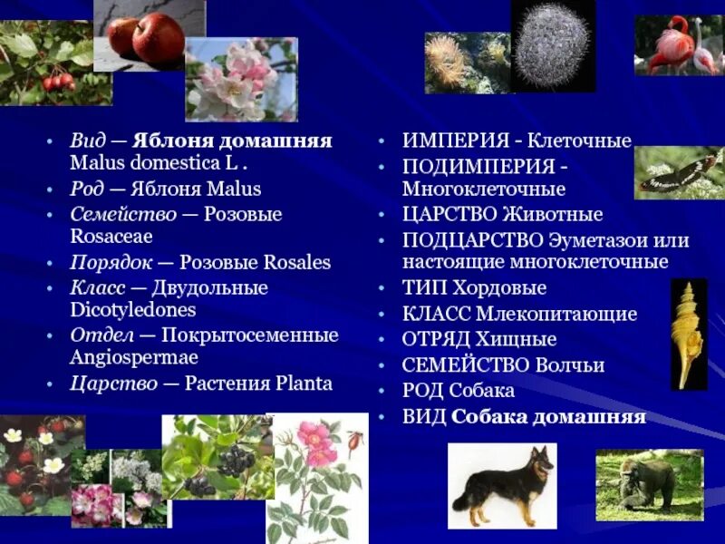 Яблоко научная классификация. Систематика яблони. Систематика яблони. Систематика яблони. Систематика яблока.