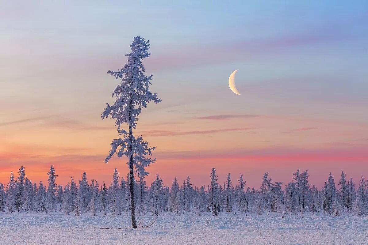 Полярная тайга. Полярная тайга. Таймыр северное сияние. Ямало-ненецкий автономный округ тайга. Тундра и лесотундра.