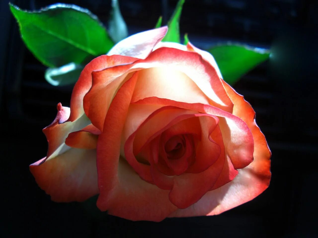 Открытки с розами. Красивые розы. Розы для Танечки. Розы картинки. Прикольные розы картинки