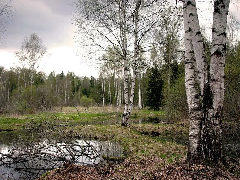 Я брожу в березовом перелеске. Апрельский лес. Первая зелень березы.