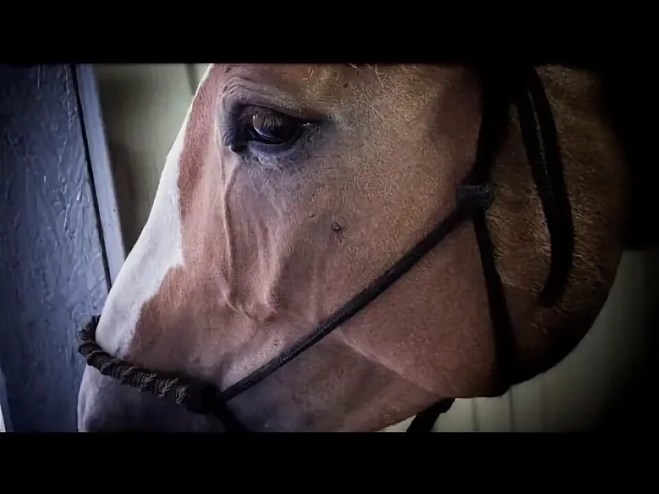 The Horse Listeners The Saturday Evening Post