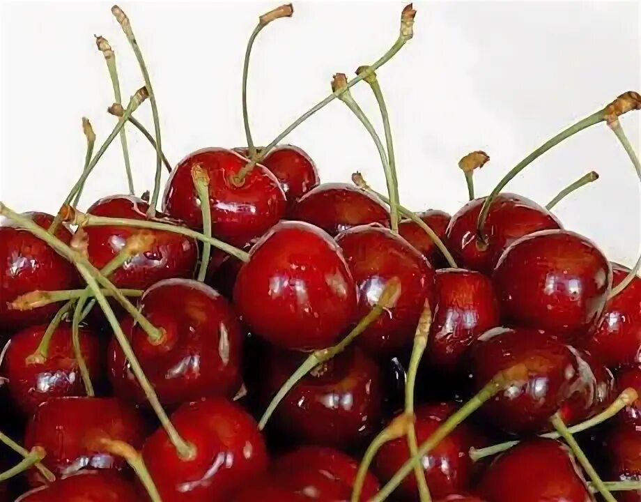 Черешня ласт. Сорт черешни дайбера черная. Черешня мичуринская поздняя. Вишня дюк факел. Черешня колоновидная ревна.